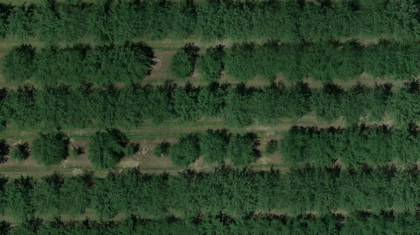Drone map of an orchard with a missing tree and three weak trees marked, and a GPS path to the missing tree